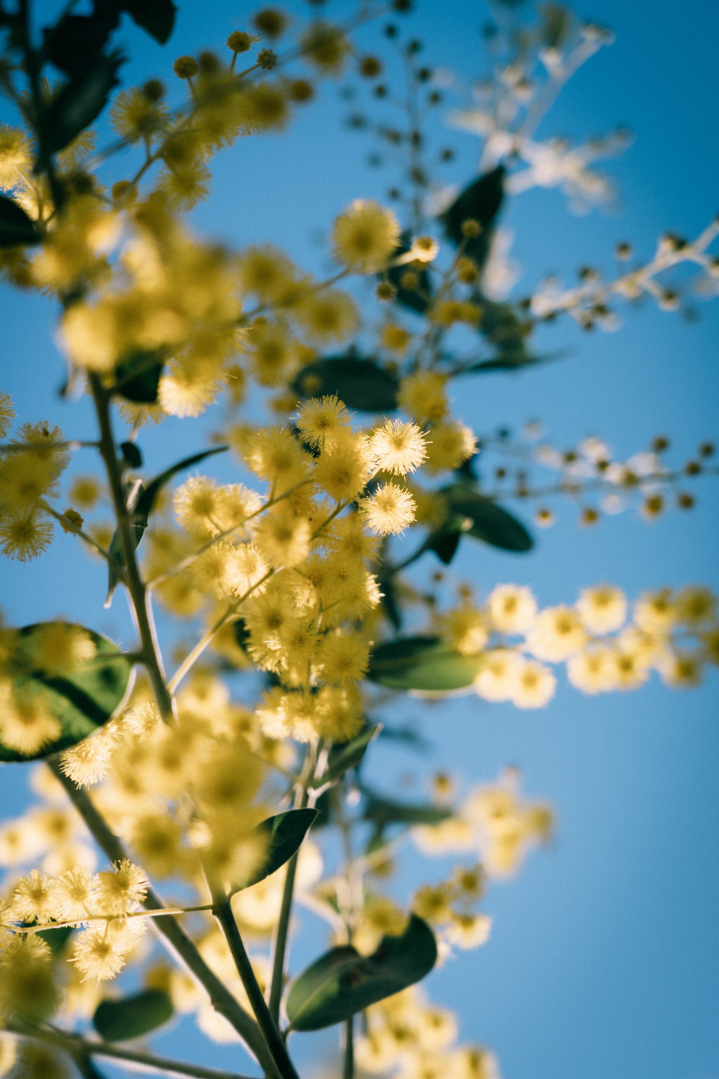 Australian Wattle Fragrance Oil