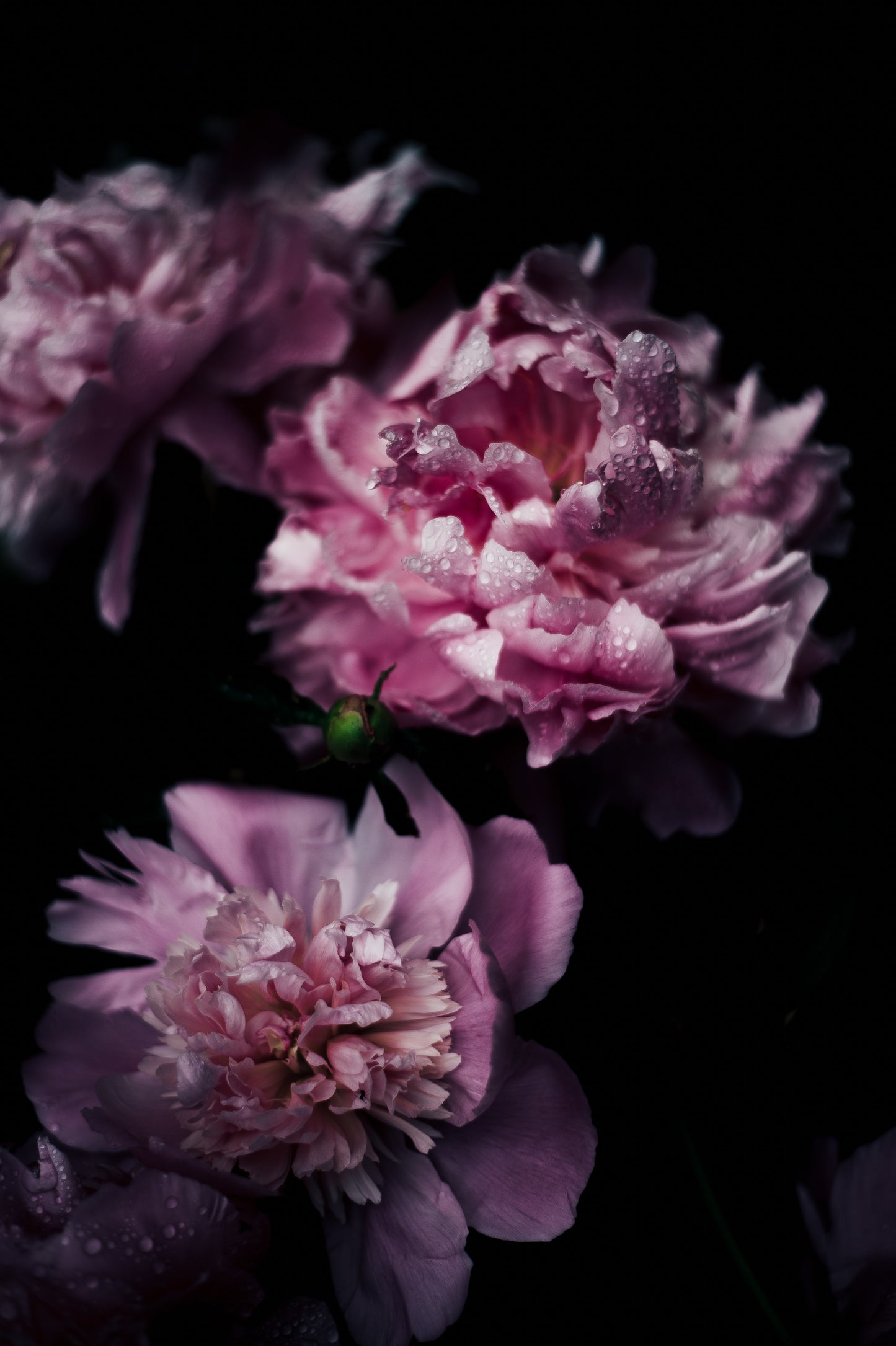Pioenbloesem Fragrance Oil
