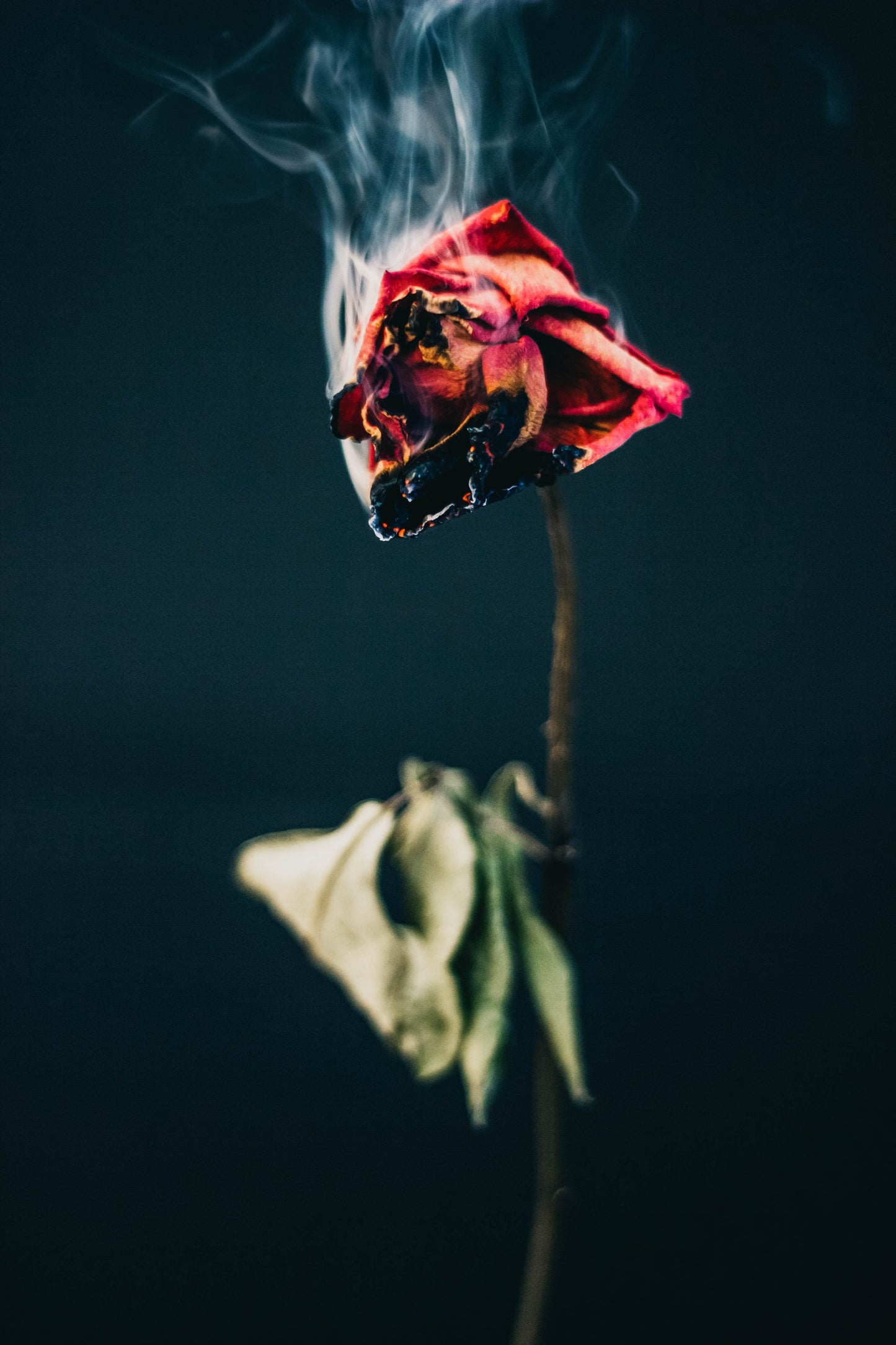 Persian Spiced Rose Fragrance Oil