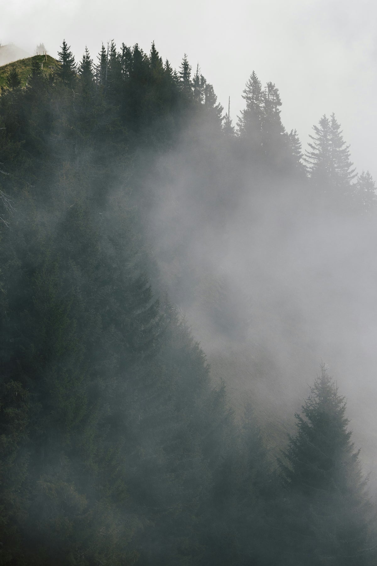 Forest Ritual Fragrance Oil